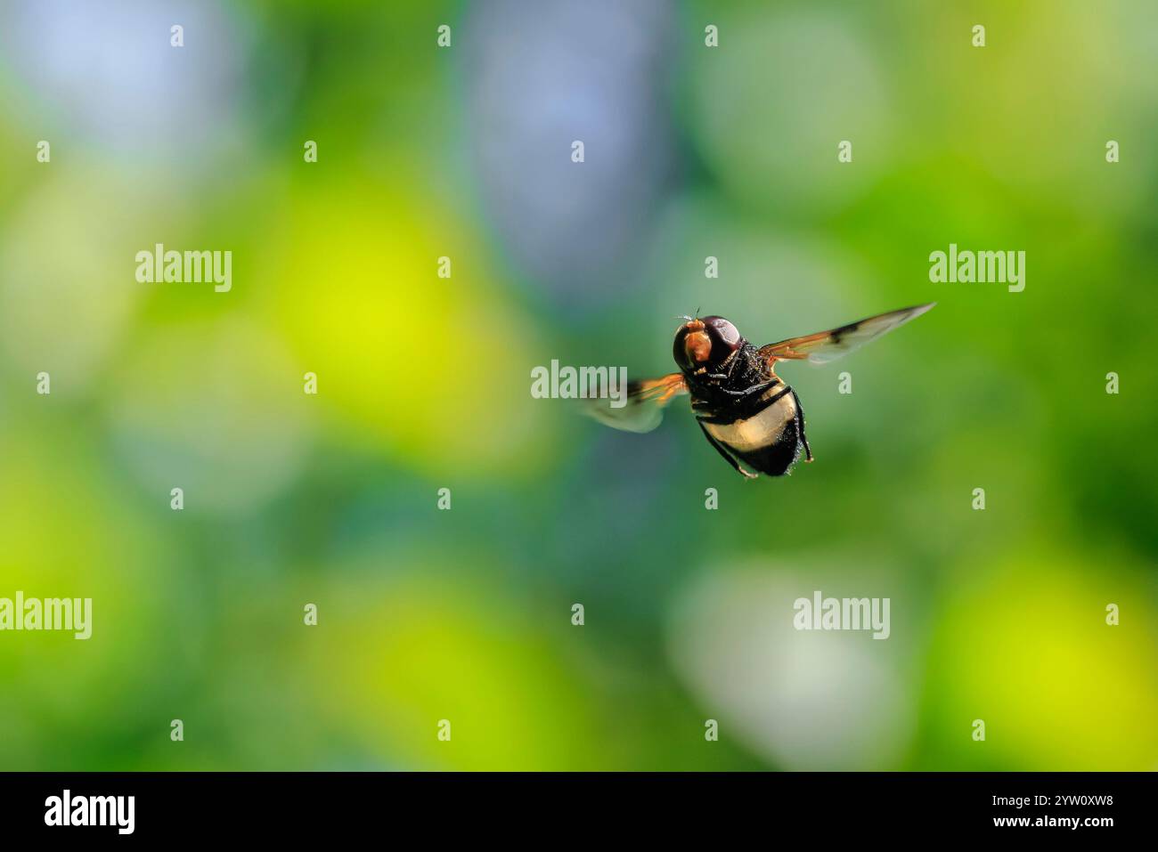 Primo piano di un hoverfly Pellucide, Volucella pellucens, in volo Foto Stock