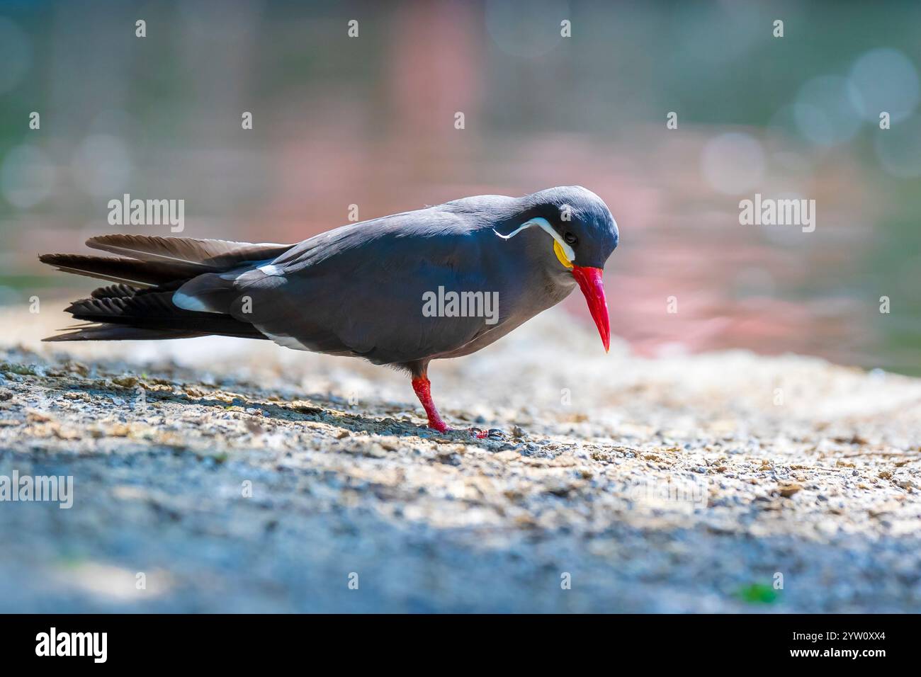 L'Inca tern Larosterna inca uccello è grigio scuro, baffi bianchi e rosso-arancio Becco e piedi. Razze sulla costa del Perù, Cile ed Ecuador in modo Foto Stock