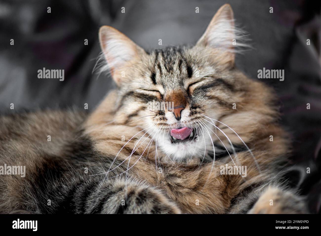 Un soffice gatto da tabby a occhi chiusi e la sua lingua sporgente, che mostra un'espressione giocosa e adorabile mentre si rilassa su uno sfondo morbido e scuro. Foto Stock