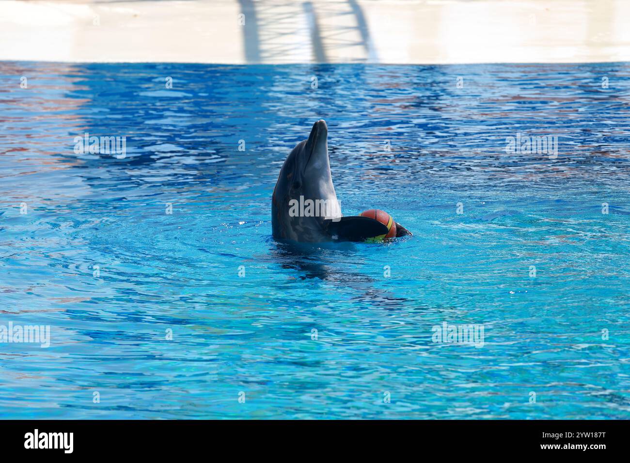 Un allegro delfino in un moderno delfinario gioca abilmente con una palla colorata e un anello, mostrando la sua intelligenza e agilità in un affascinante Foto Stock