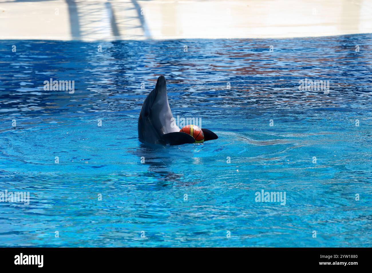 Un allegro delfino in un moderno delfinario gioca abilmente con una palla colorata e un anello, mostrando la sua intelligenza e agilità in un affascinante Foto Stock