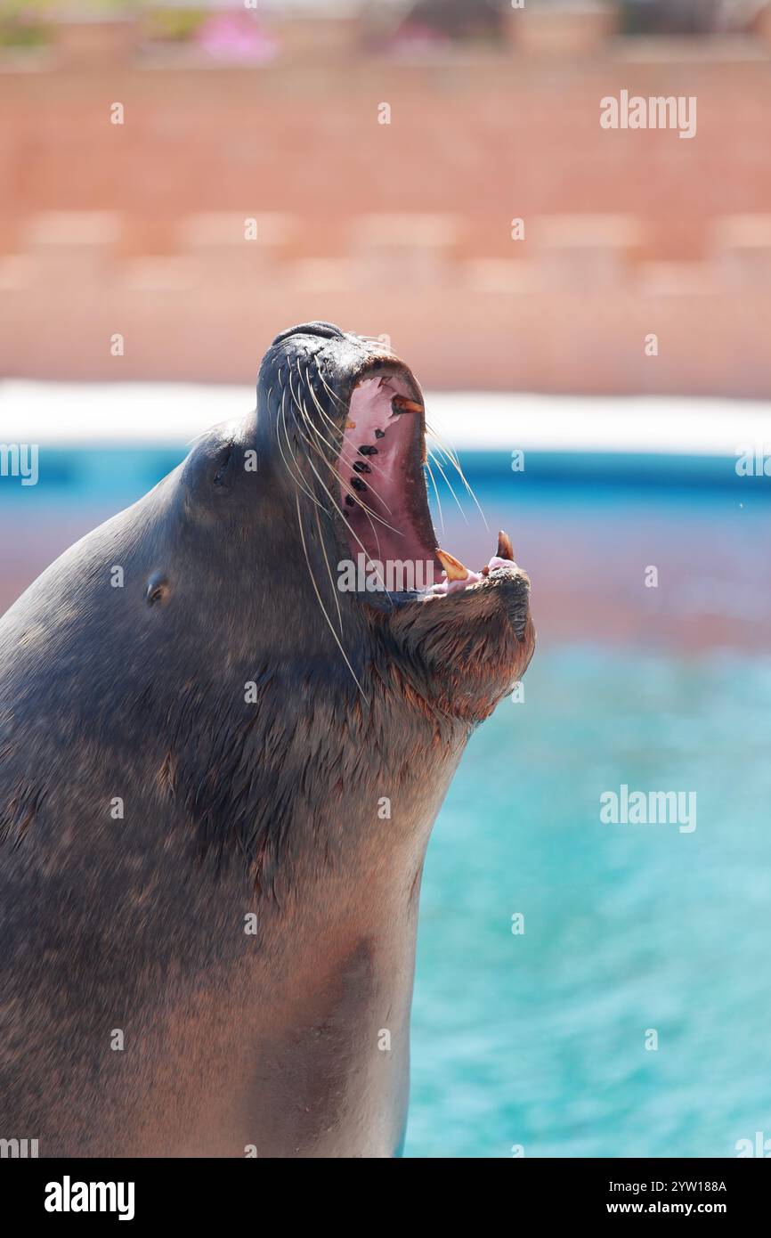 Canta il Leone marino in primo piano. Delfinio. Spettacolo di animali in un delfinario. Foto Stock