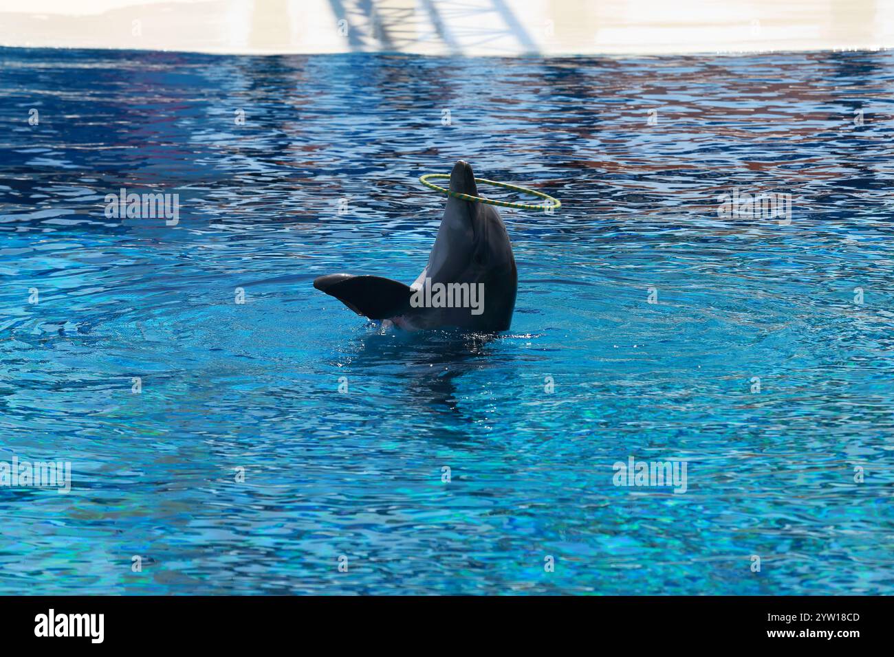 Un allegro delfino in un moderno delfinario gioca abilmente con una palla colorata e un anello, mostrando la sua intelligenza e agilità in un affascinante Foto Stock