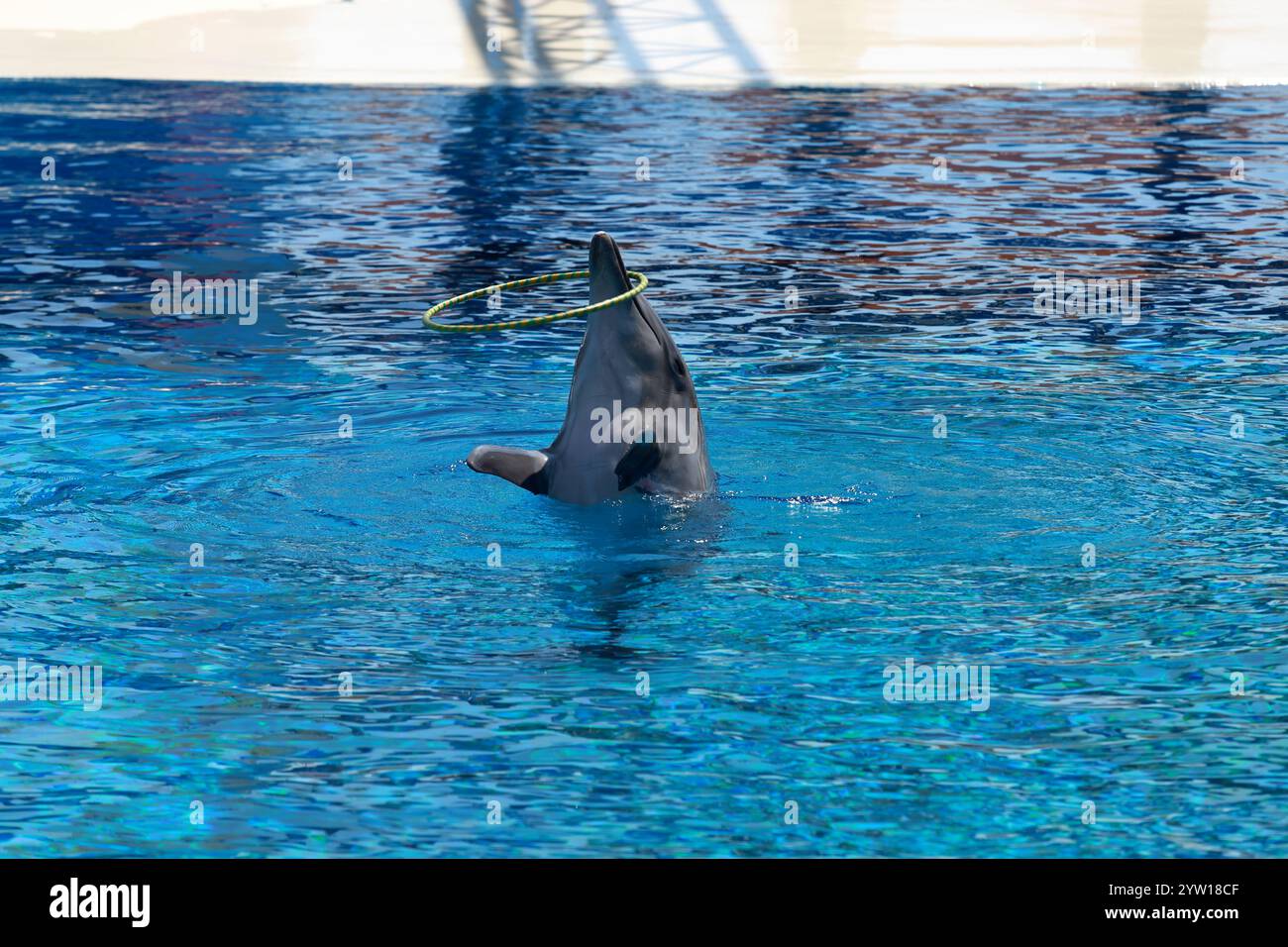 Un allegro delfino in un moderno delfinario gioca abilmente con una palla colorata e un anello, mostrando la sua intelligenza e agilità in un affascinante Foto Stock