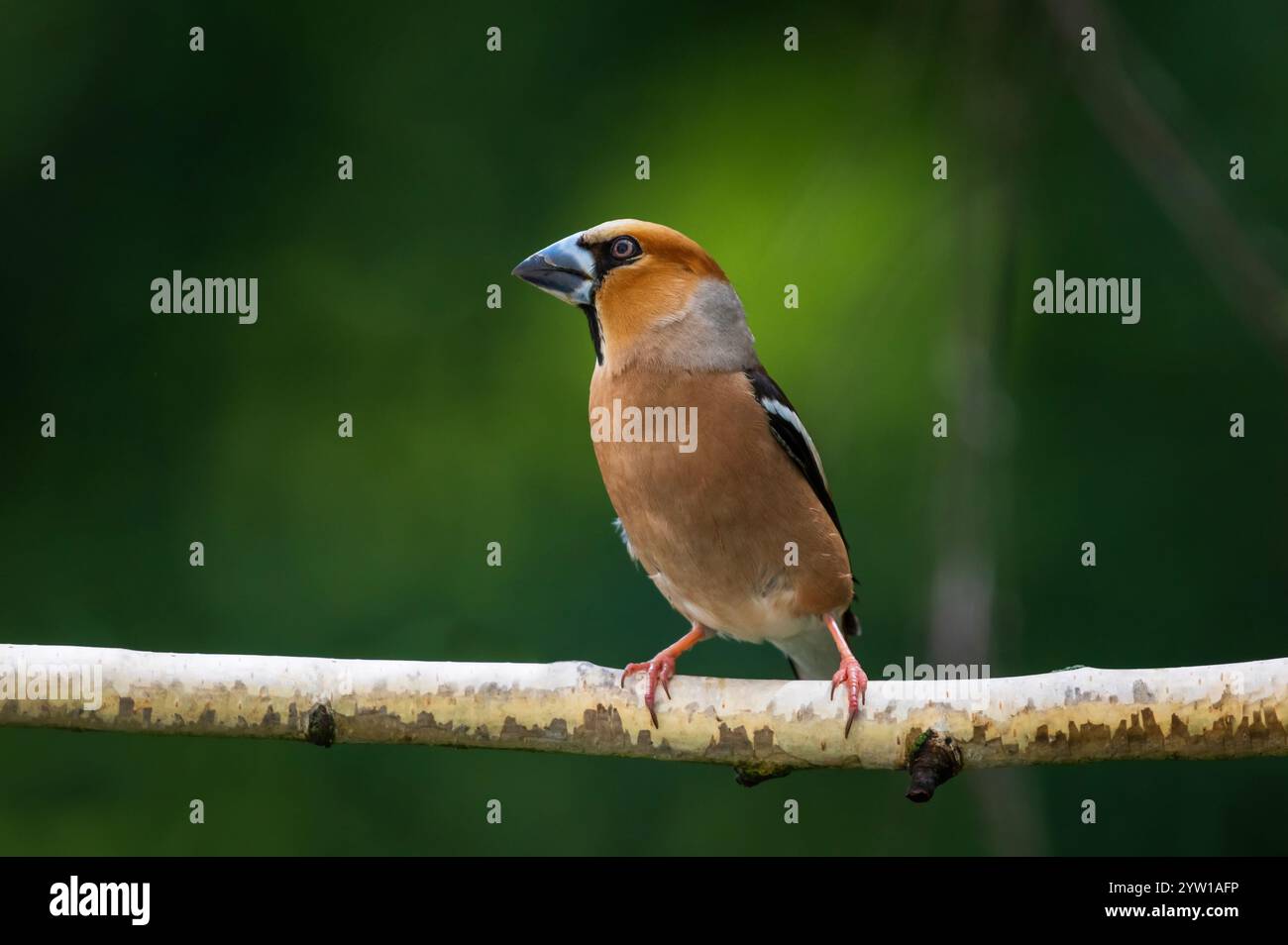 ritratto dell'uccello grosbeak seduto sul ramo dell'albero nella foresta primaverile Foto Stock