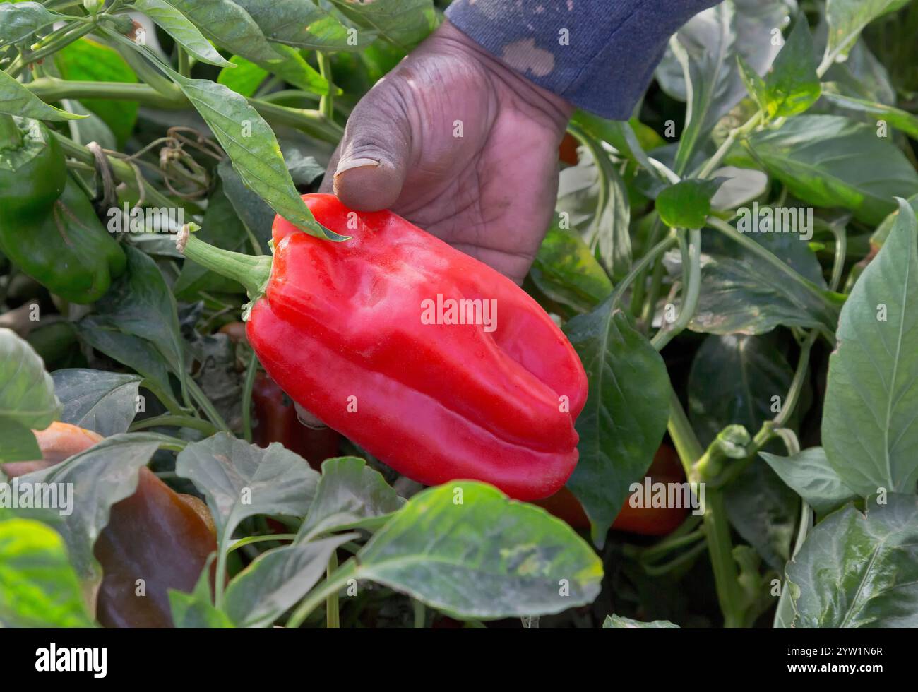 Migrante, lavoratore raccoglie a mano peperoni rossi biologici 'Capsicum annuum', luce del primo mattino. Foto Stock