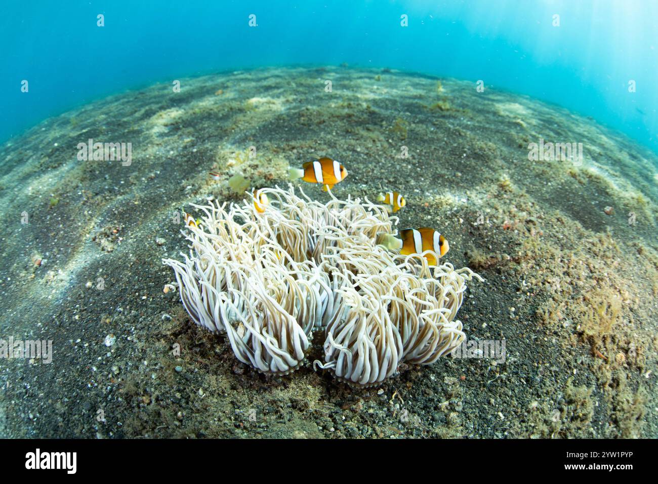 L'anemonefish di Clark, l'Amphiprion peredariaon, sorvola tra i tentacoli del loro anemone ospite, Heteractis crispa, nello stretto di Lembeh, Indonesia. Foto Stock