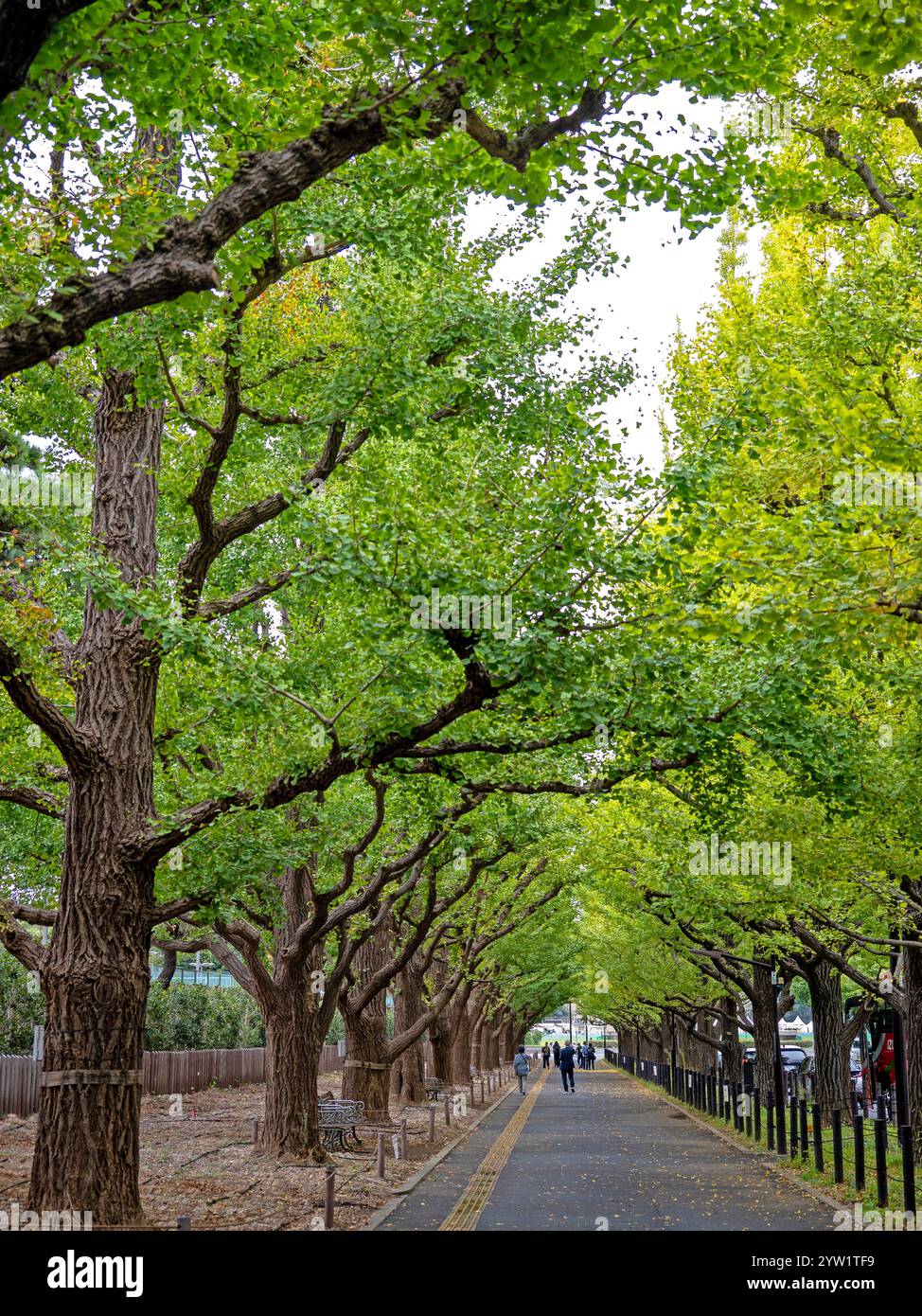 Meiji Jingu Gaien Ginkgo Avenue Foto Stock