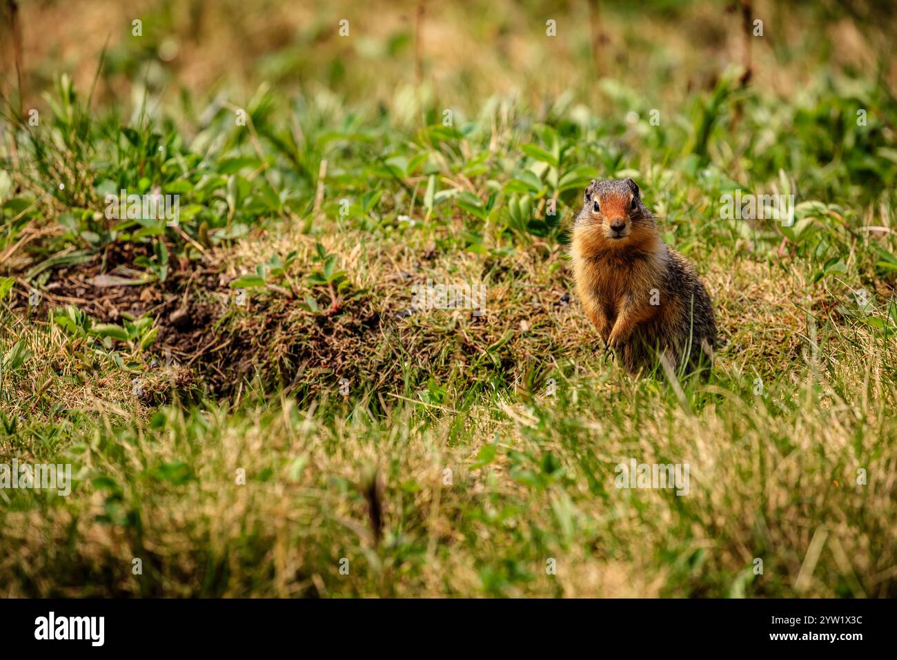 Un piccolo animale marrone e bianco è in piedi in un campo di erba. L'animale guarda a destra Foto Stock