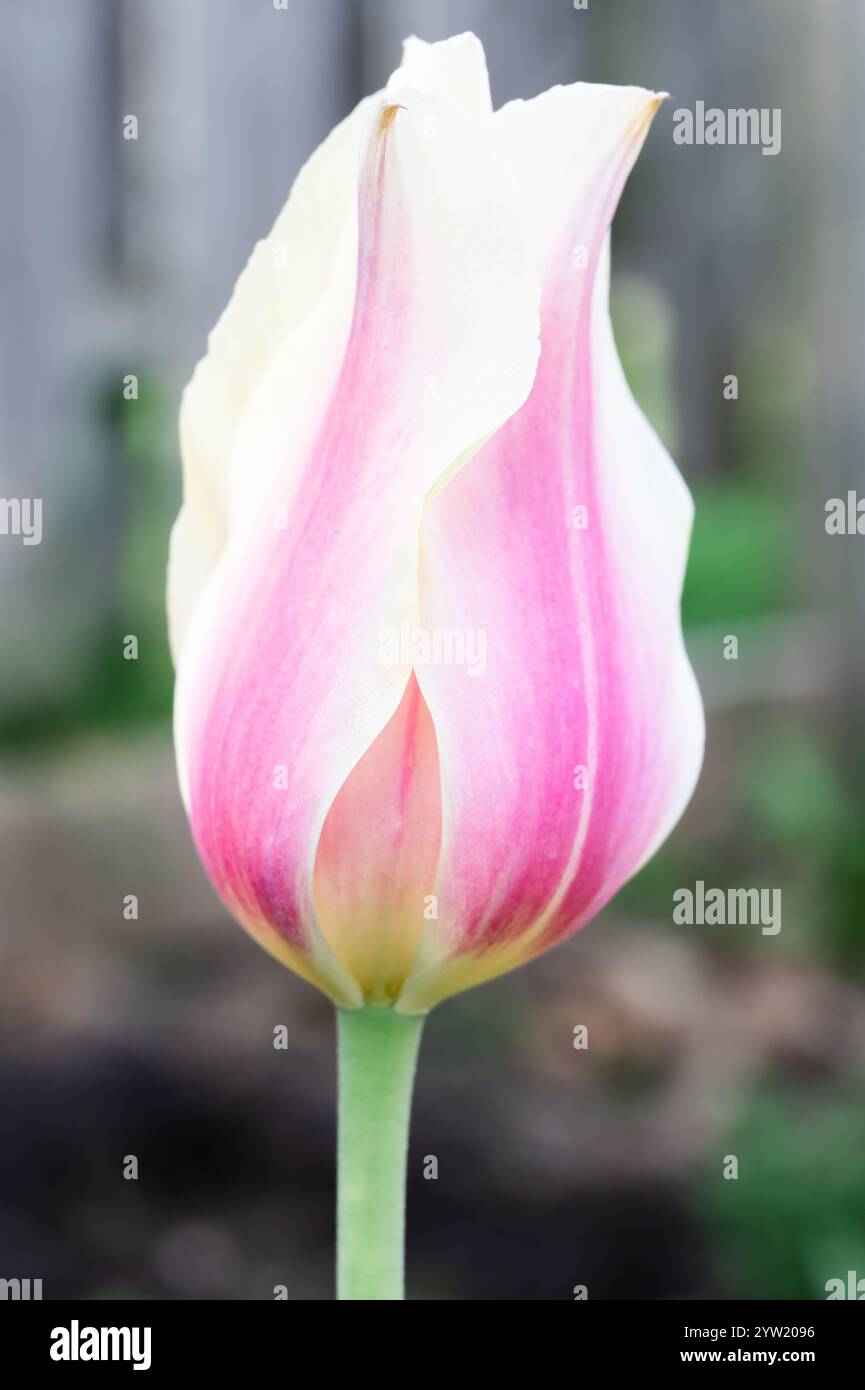 Vista laterale ravvicinata di un tulipano rosa e bianco che inizia ad aprirsi Foto Stock