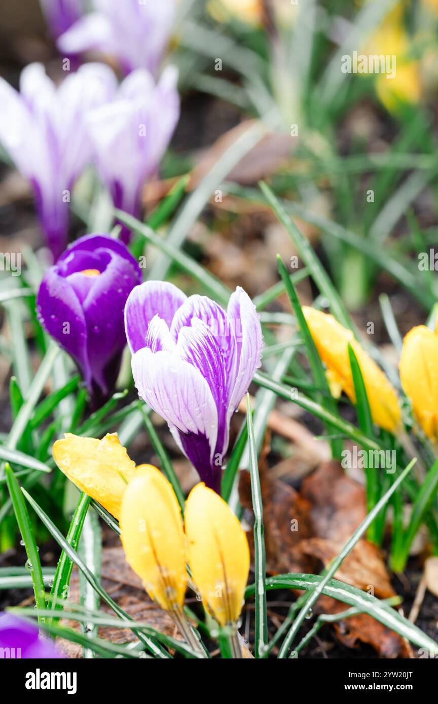 I fiori di croco in sfumature di viola e giallo cominciano a fiorire Foto Stock