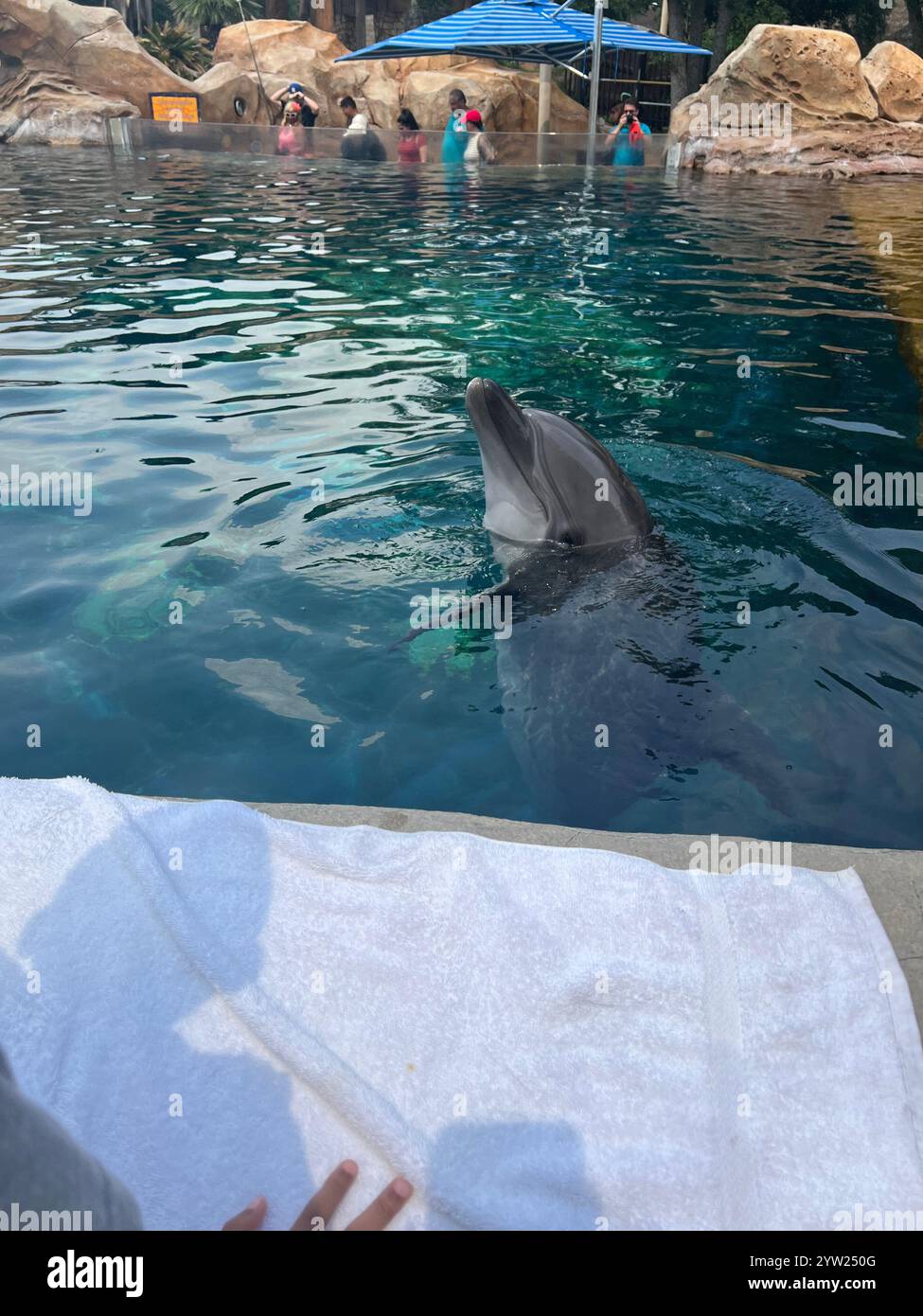 Esperienza con i delfini - Immagine stock catturata con smartphone