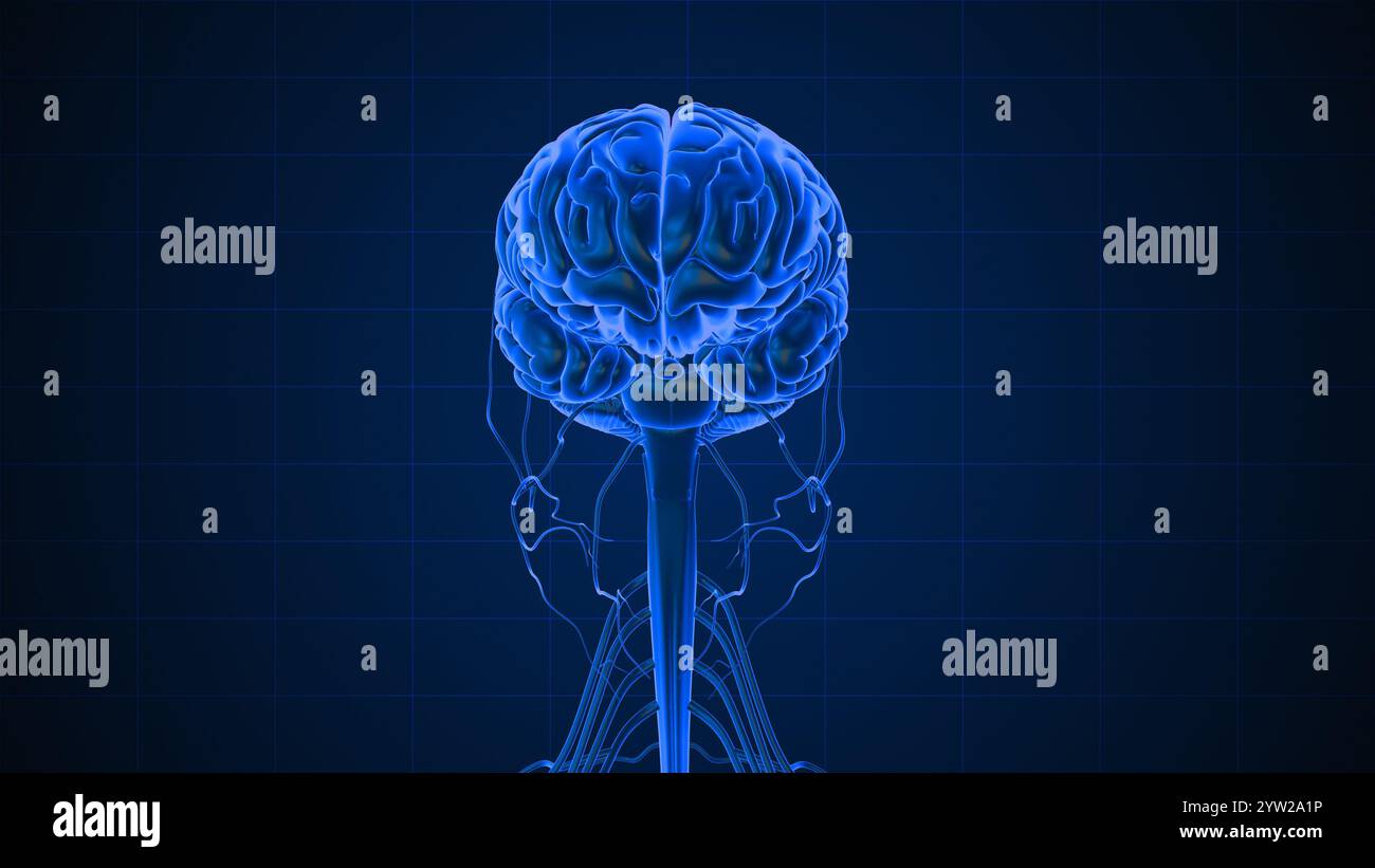 Il sistema nervoso umano femminile Foto Stock