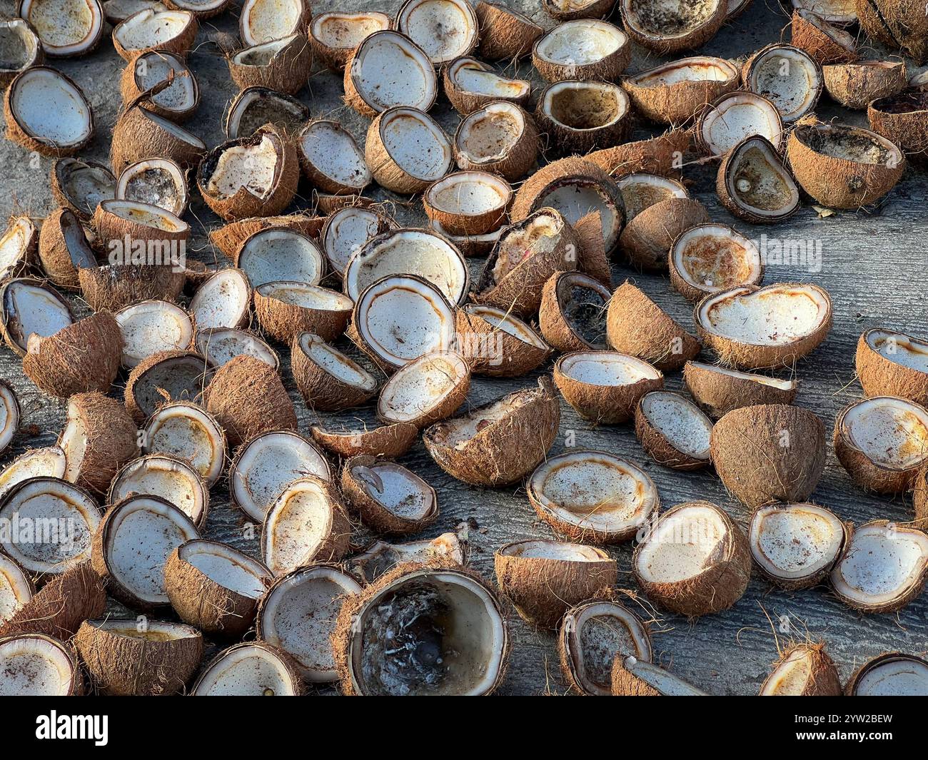 Dopo la raccolta, le noci di cocco sbucciate e tagliate a metà (copra) vengono essiccate naturalmente alla luce del sole per estrarre la carne e produrre l'olio di cocco, l'isola di Luzon, Filippine Foto Stock