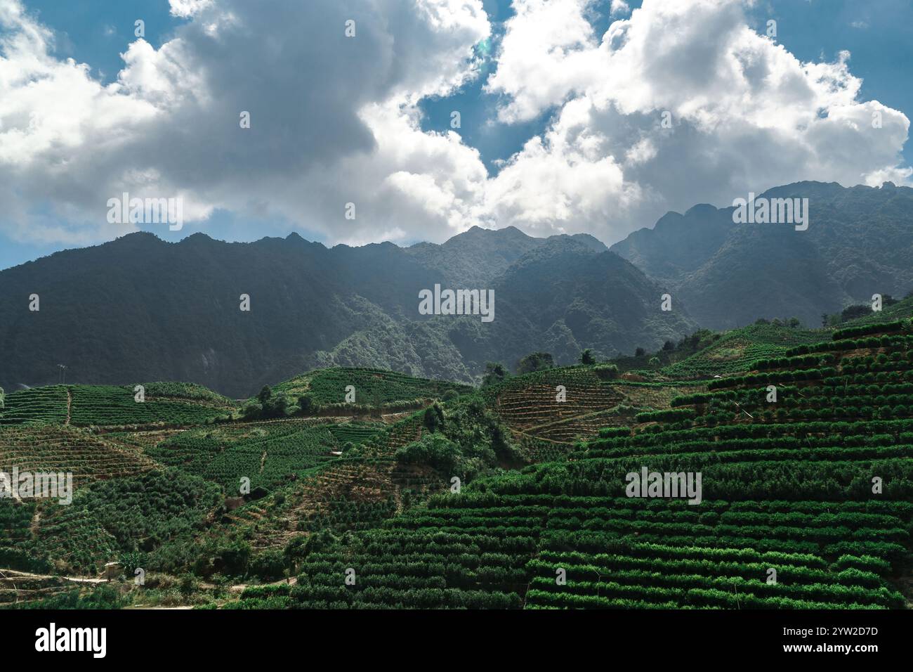 Una vista davvero mozzafiato delle verdi colline terrazzate adagiate su montagne maestose e un cielo espressivo e vibrante Foto Stock
