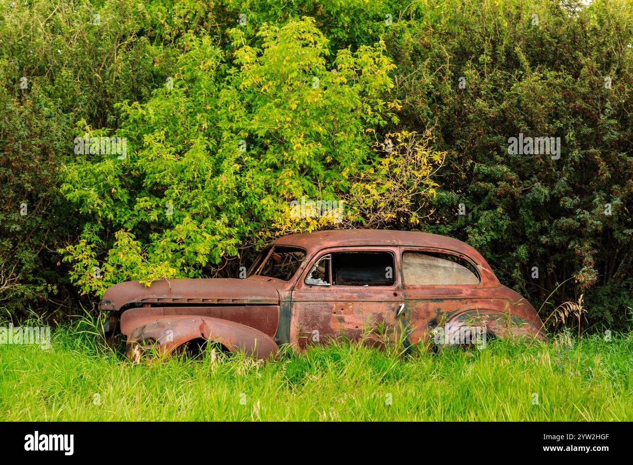 Una vecchia macchina è seduta in un campo erboso. L'auto è arrugginita e ha un lavoro di verniciatura verde sbiadito. La scena è tranquilla e silenziosa, con l'auto accesa Foto Stock