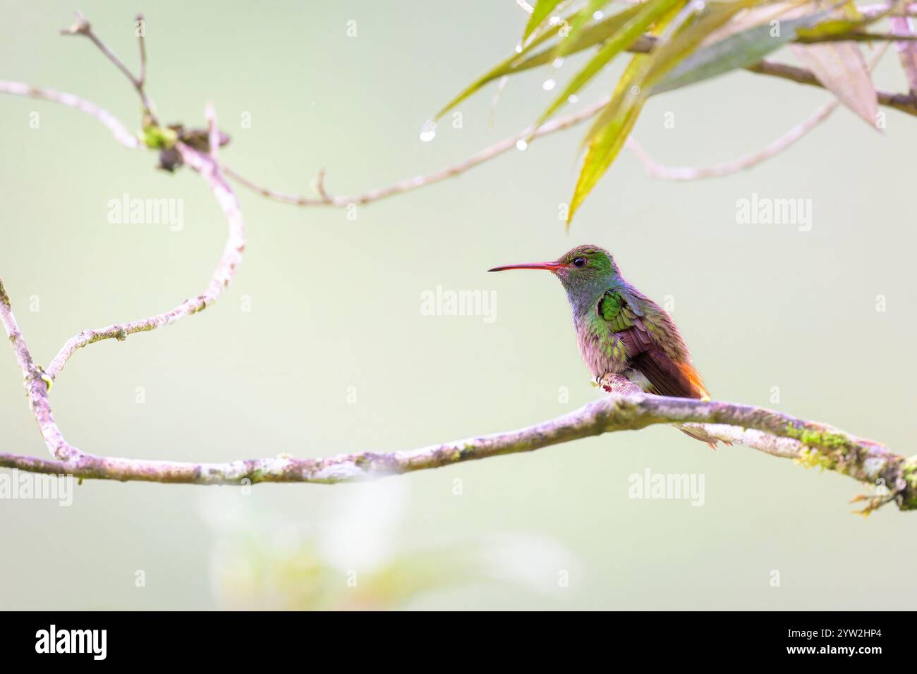 Colibrì dalla coda ruvida (Amazilia tzacatl) arroccato su un ramo nella foresta nebulosa, Costa Rica. Foto Stock