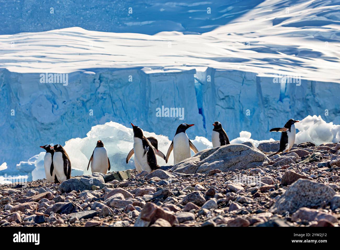 Pinguini di Gentoo nell'area antartica Foto Stock