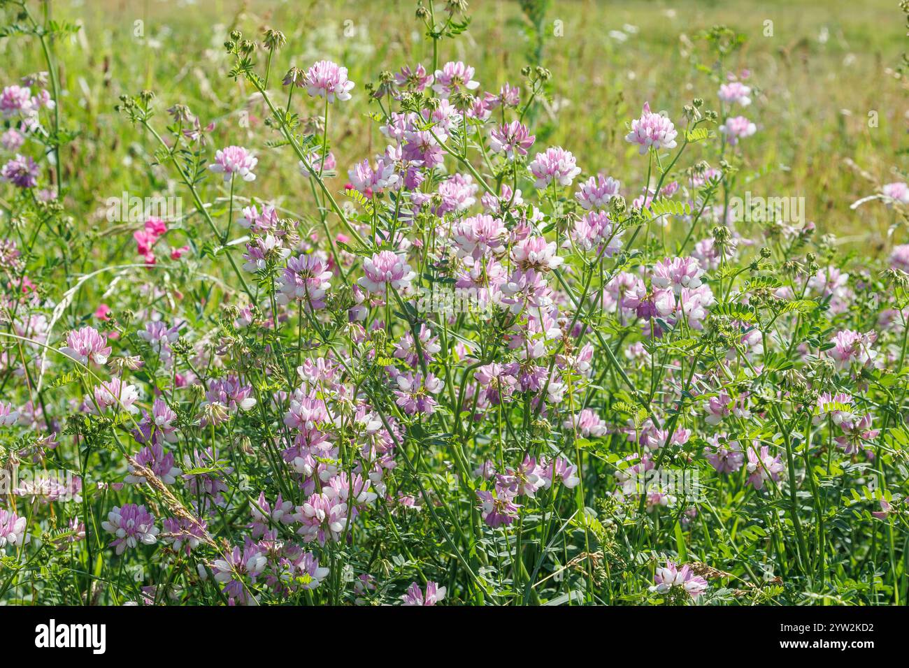 Coronilla o Securigera varia veccia della corona o erba della vecchiaia della corona viola. Ammassi di variegati fiori bianchi e rosa in globose sborrate su lungo peduncl Foto Stock