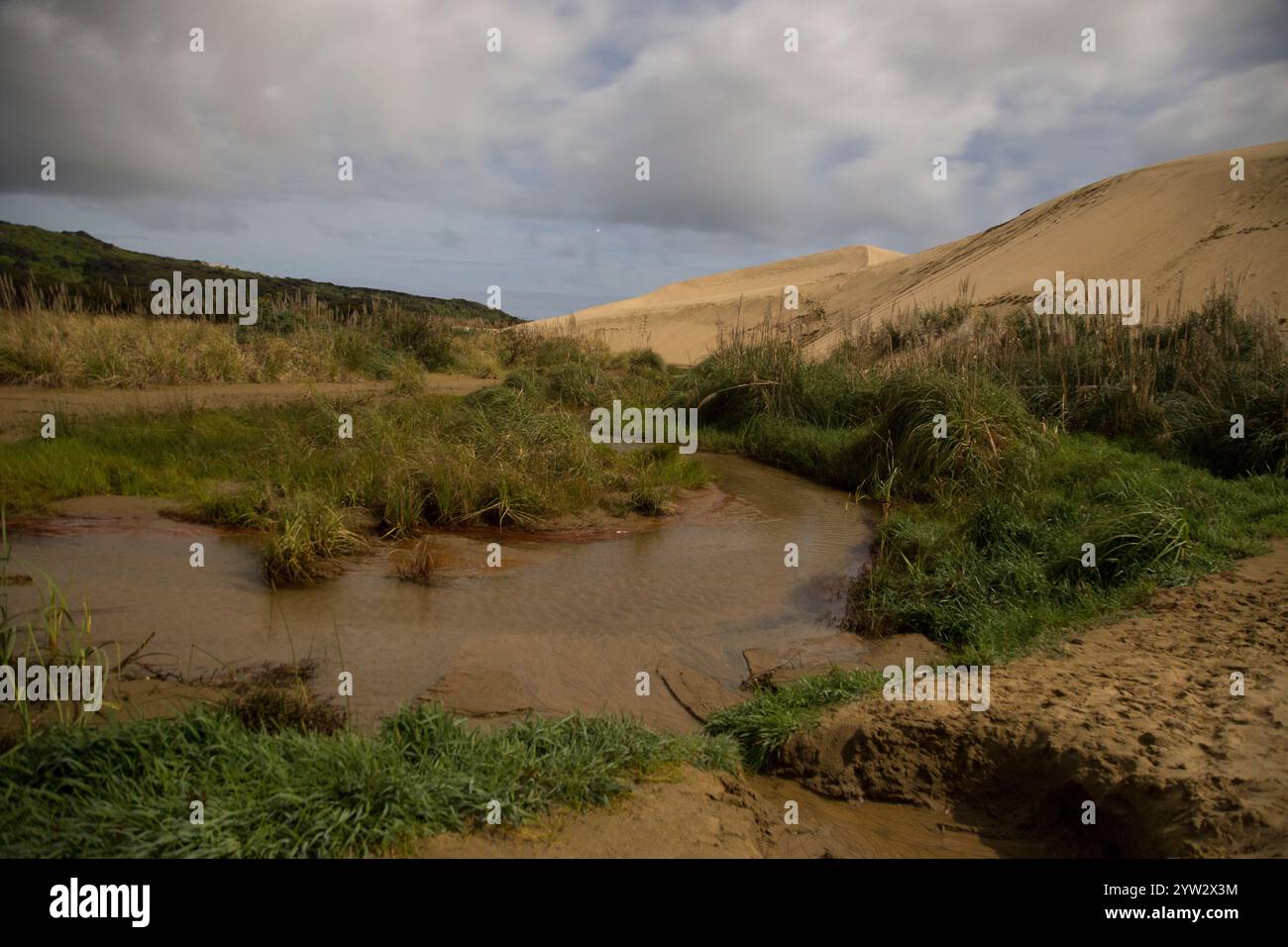 Dune di sabbia e vegetazione sotto un cielo nuvoloso con un piccolo ruscello d'acqua in primo piano, Northland, nuova Zelanda Foto Stock