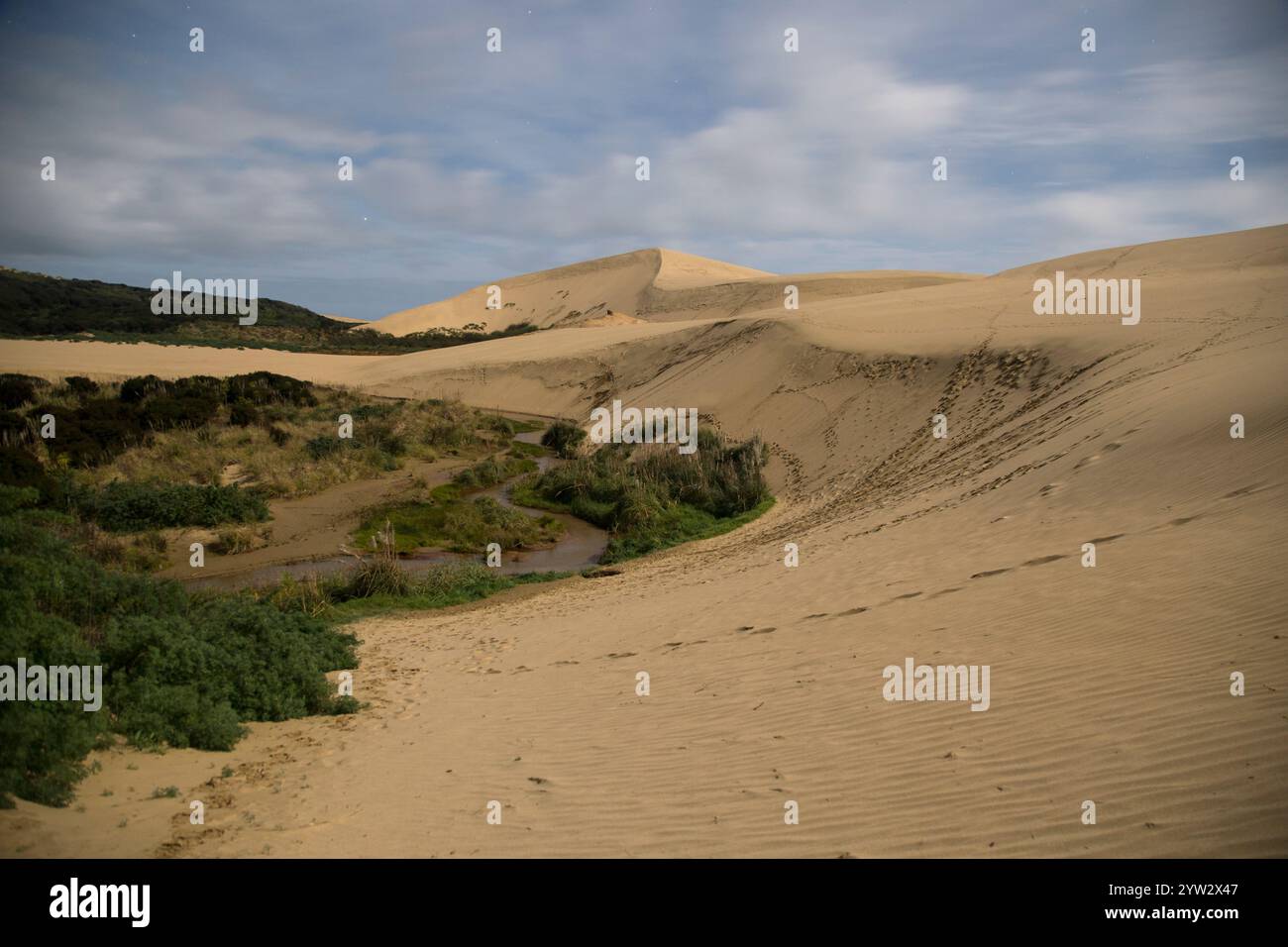 Le dune di sabbia si innalzano sopra la vegetazione verde sotto un cielo nuvoloso, le dune di sabbia di te Paki, Northland, nuova Zelanda Foto Stock