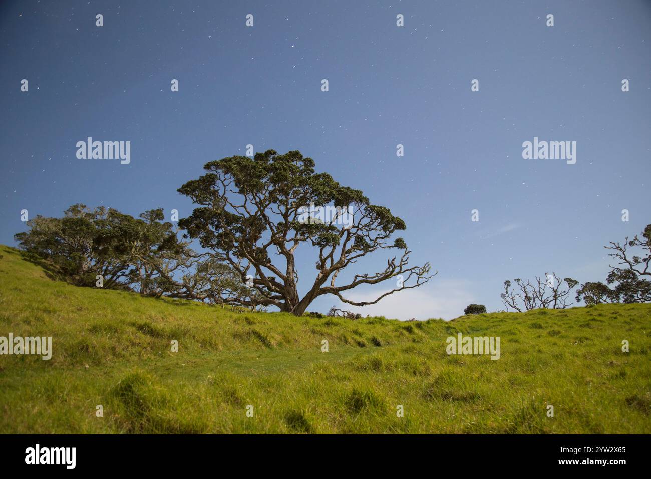 Maestoso albero in piedi da solo in un lussureggiante campo verde sotto un cielo stellato, Northland, nuova Zelanda Foto Stock