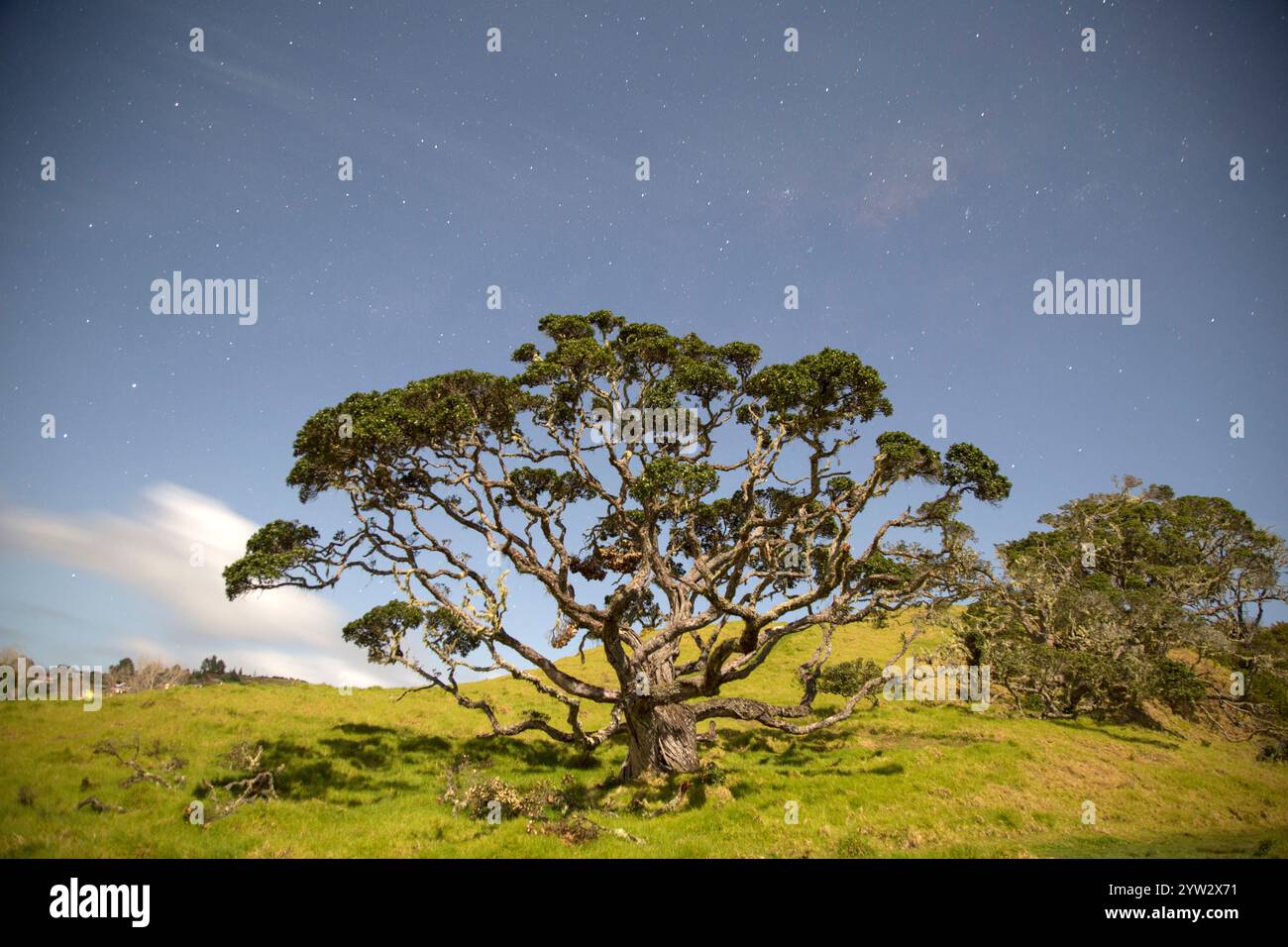 Un maestoso albero sorge sotto un cielo stellato notturno in mezzo a un tranquillo paesaggio erboso, Northland, nuova Zelanda Foto Stock