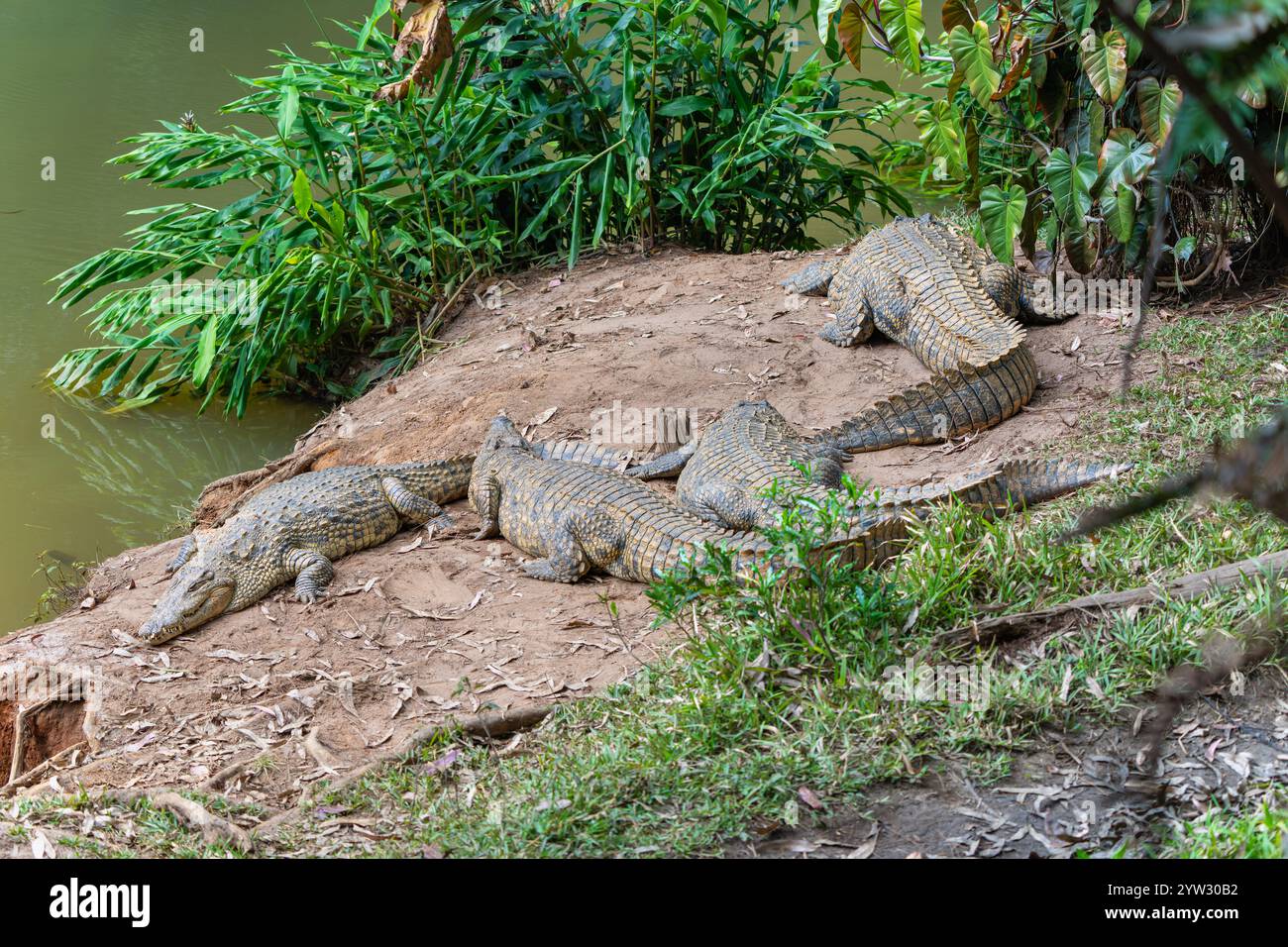 Un gruppo di coccodrilli si sta crogiolando sulla riva fangosa del fiume. I rettili si trovano vicini, approfittando del caldo sole. La loro pelle squamosa e.. Foto Stock
