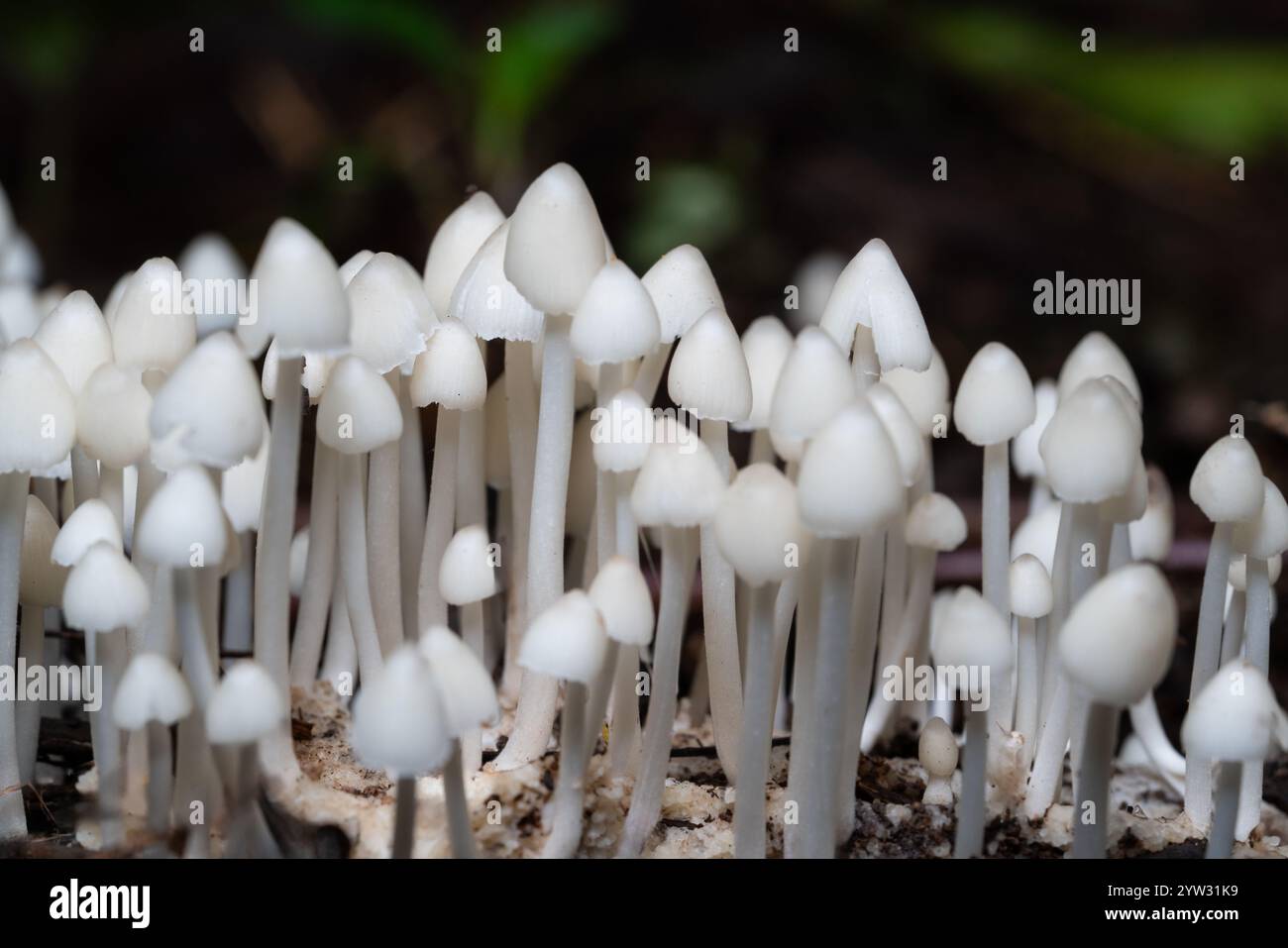 Gruppi di coprinellus disseminatus funghi che crescono da terra nel parco. Foto Stock