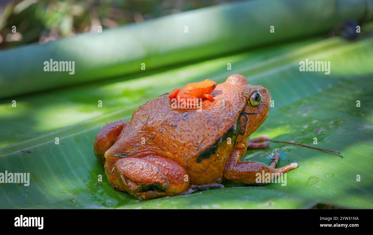 Una grande rana di pomodoro (Dyscophus antongilii) porta una minuscola rana di mantella dorata (Mantella aurantiaca), una rana di dardo velenoso in via di estinzione, sulla schiena. Bot Foto Stock