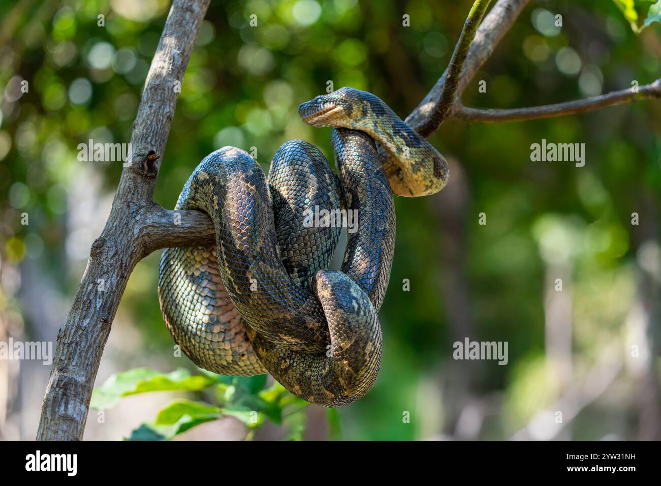 Un serpente avvolto con squame intricate su un ramo d'albero. Le scaglie del serpente mostrano un mix di tonalità verde e marrone, che si fondono con l'ambiente naturale circostante Foto Stock