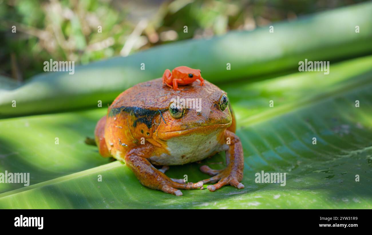 Una grande rana di pomodoro (Dyscophus antongilii) porta una minuscola rana di mantella dorata (Mantella aurantiaca), una rana di dardo velenoso in via di estinzione, sulla schiena. Bot Foto Stock