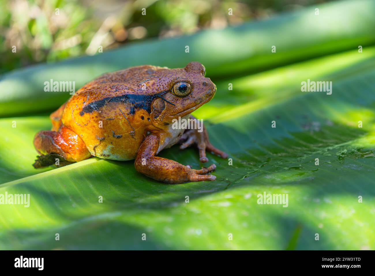 Una vivace rana di pomodoro arancione (Dyscophus antongilii) che poggia su una foglia verde. Il colore e la consistenza distintivi della rana sono evidenziati. Riserva Andasibe Foto Stock