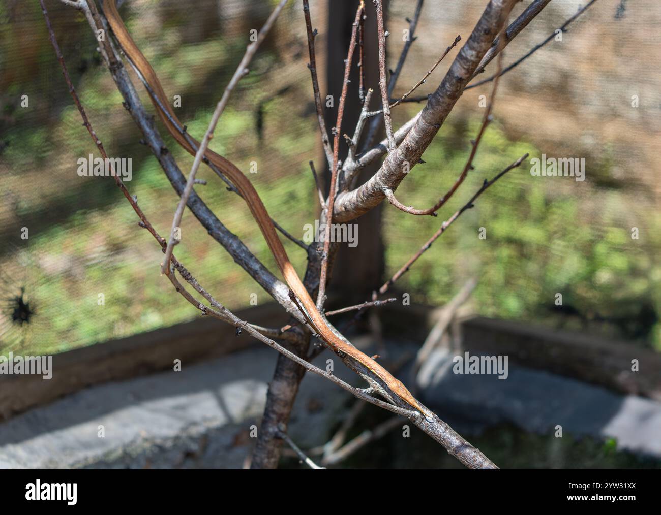 Un sottile serpente marrone avvolto intorno ai rami degli alberi. La consistenza liscia del serpente contrasta con la corteccia ruvida. Riserva di Andasibe, Madagascar. Foto Stock