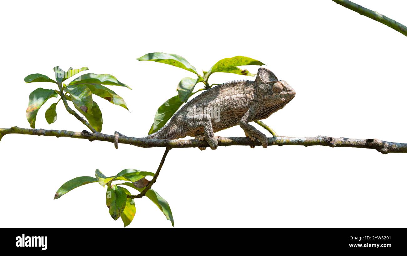 Uno splendido camaleonte di un Oustalet (Furcifer oustaleti) arroccato su una diramazione nella riserva di Andasibe, Madagascar. Le corna del camaleonte e la pelle si accoppiano Foto Stock