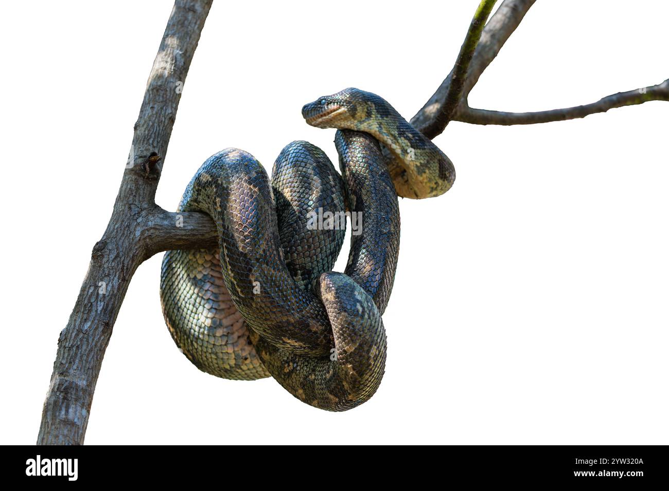 Un serpente avvolto con squame intricate su un ramo d'albero. Le scaglie del serpente mostrano un mix di tonalità verde e marrone, che si fondono con l'ambiente naturale circostante Foto Stock