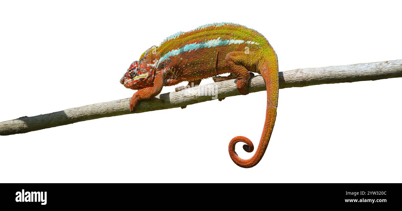 Un vivace camaleonte pantera con pelle rossa scura e strisce bianche strisciano su un ramo d'albero. La sua coda è arricciata e gli occhi sono concentrati su qualcosa che non va Foto Stock