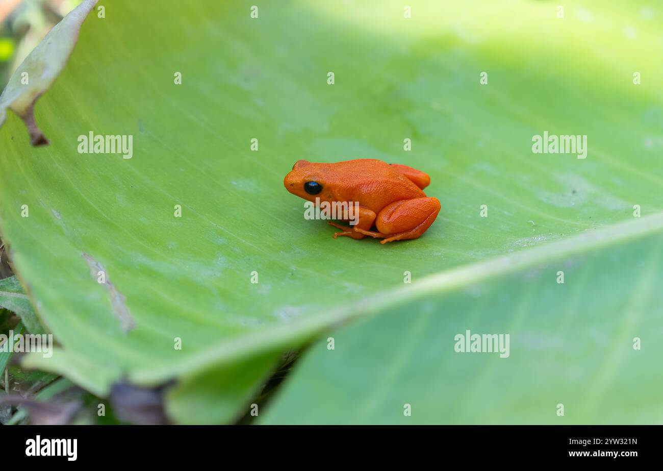Una vivace rana di mantella dorata arancione si trova su una grande foglia verde. Il colore luminoso della rana contrasta con il lussureggiante sfondo verde, Antananarivo, Mada Foto Stock