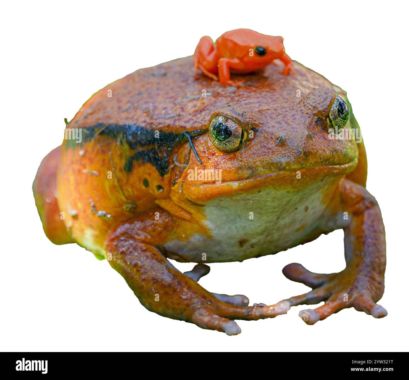 Una grande rana di pomodoro porta una minuscola rana di mantella dorata, una rana veleno in pericolo, sulla schiena. Entrambe le specie sono endemiche del Madagascar. isolato Foto Stock