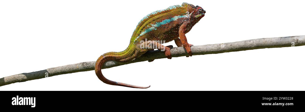Un vivace camaleonte pantera con pelle rossa scura e strisce bianche strisciano su un ramo d'albero. La sua coda è arricciata e gli occhi sono concentrati su qualcosa che non va Foto Stock