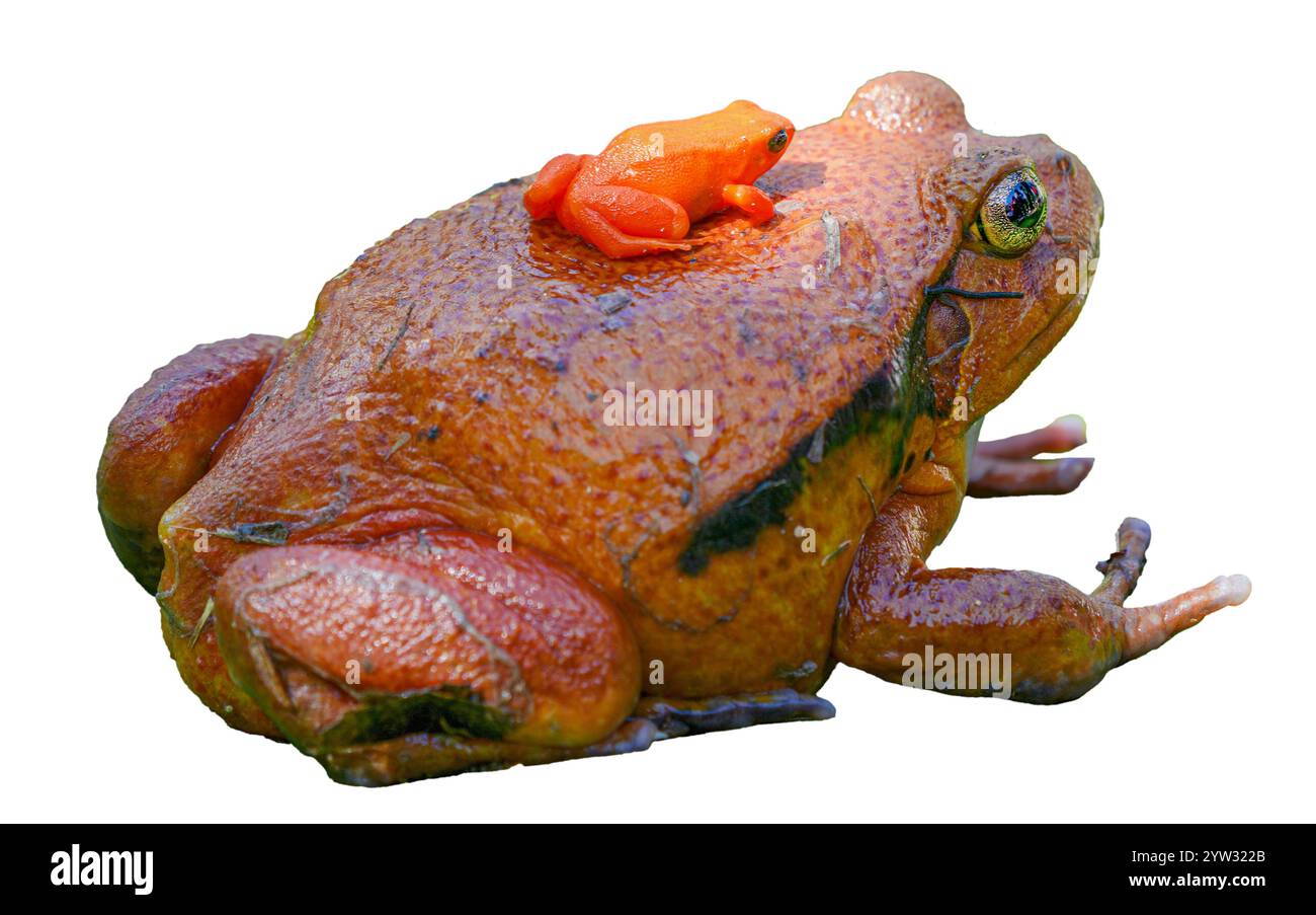 Una grande rana di pomodoro porta una minuscola rana di mantella dorata, una rana veleno in pericolo, sulla schiena. Entrambe le specie sono endemiche del Madagascar. isolato Foto Stock