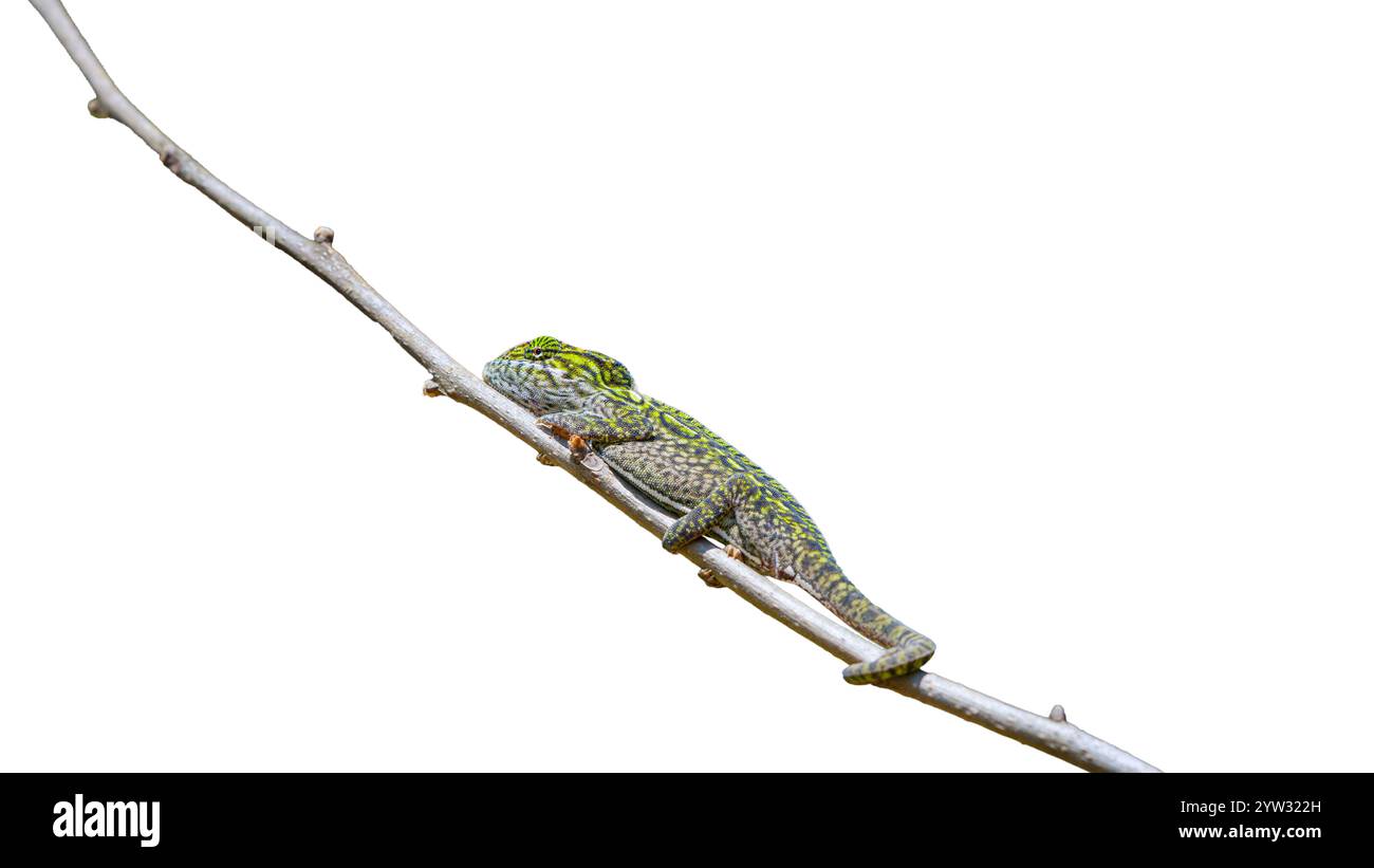 Un vivace camaleonte verde e marrone tappeto è arroccato su un ramo d'albero. La lunga coda del camaleonte è avvolta intorno al ramo per il supporto Foto Stock