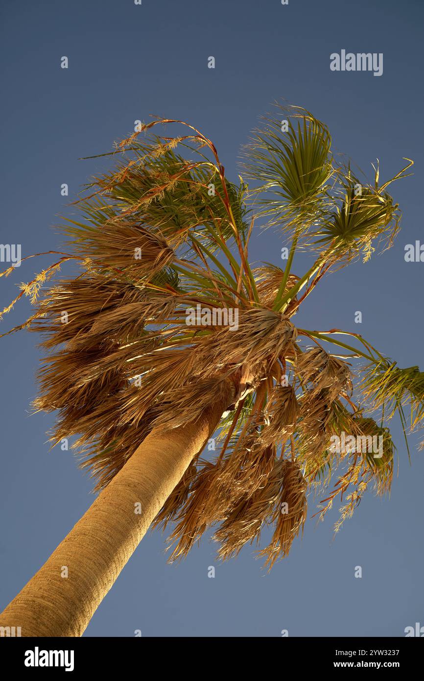 Le palme oscillano contro un cielo azzurro limpido con foglie illuminate dal sole che gettano ombre e luci, evocando un clima tropicale o desertico, il Portogallo Foto Stock