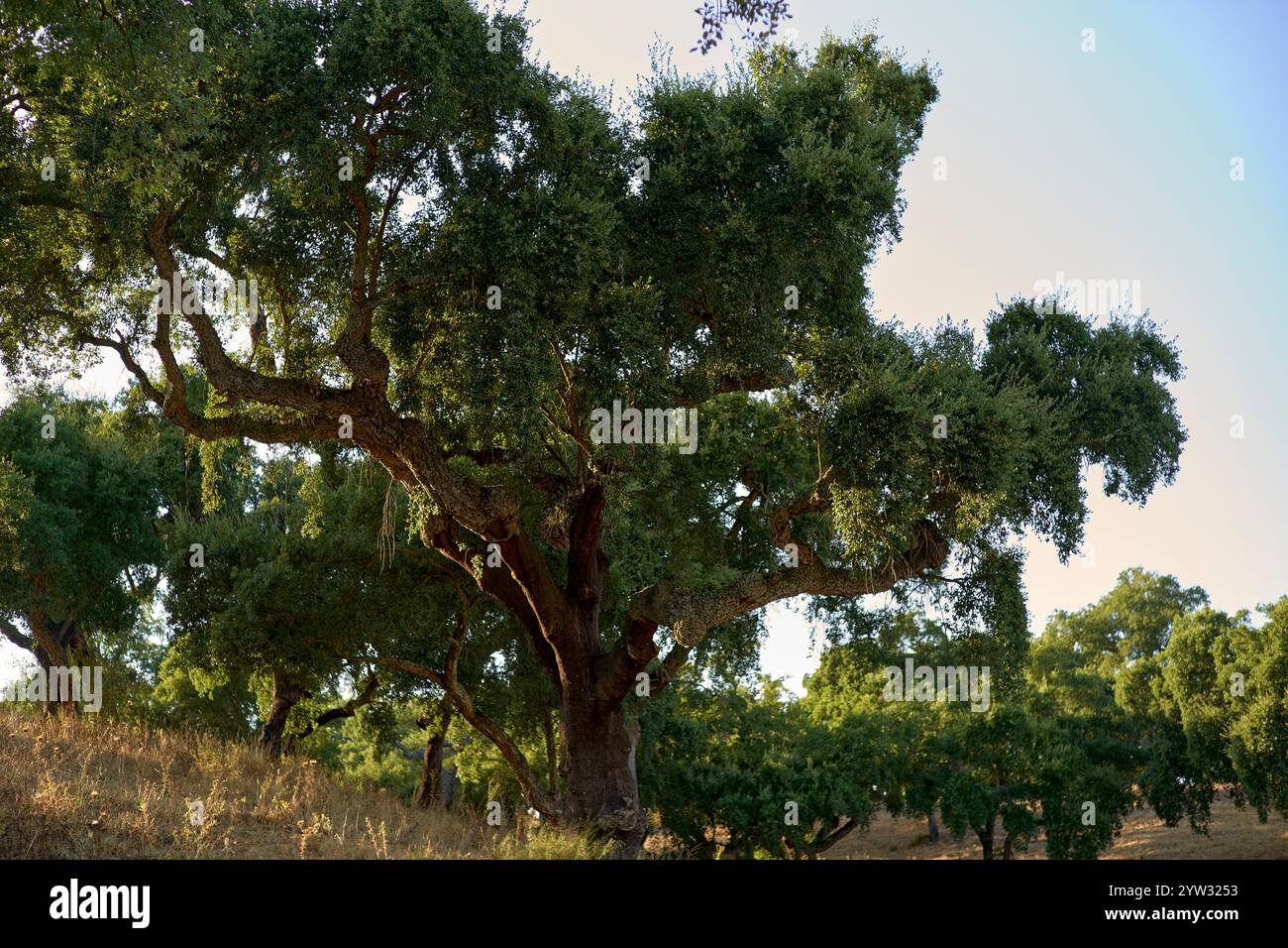 Antico albero di sughero con lussureggiante baldacchino verde in un tranquillo paesaggio mediterraneo al crepuscolo, Portogallo Foto Stock