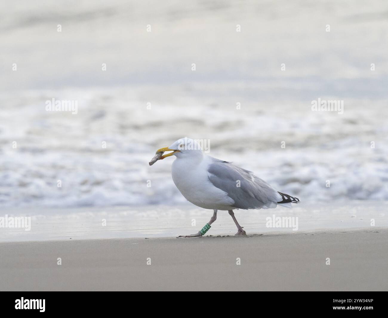 Gabbiano di aringa (Larus argentatus), adulto, uccello ad anello che cammina lungo la spiaggia con un guscio di rasoio nel suo becco, isola di Texel, Olanda Foto Stock