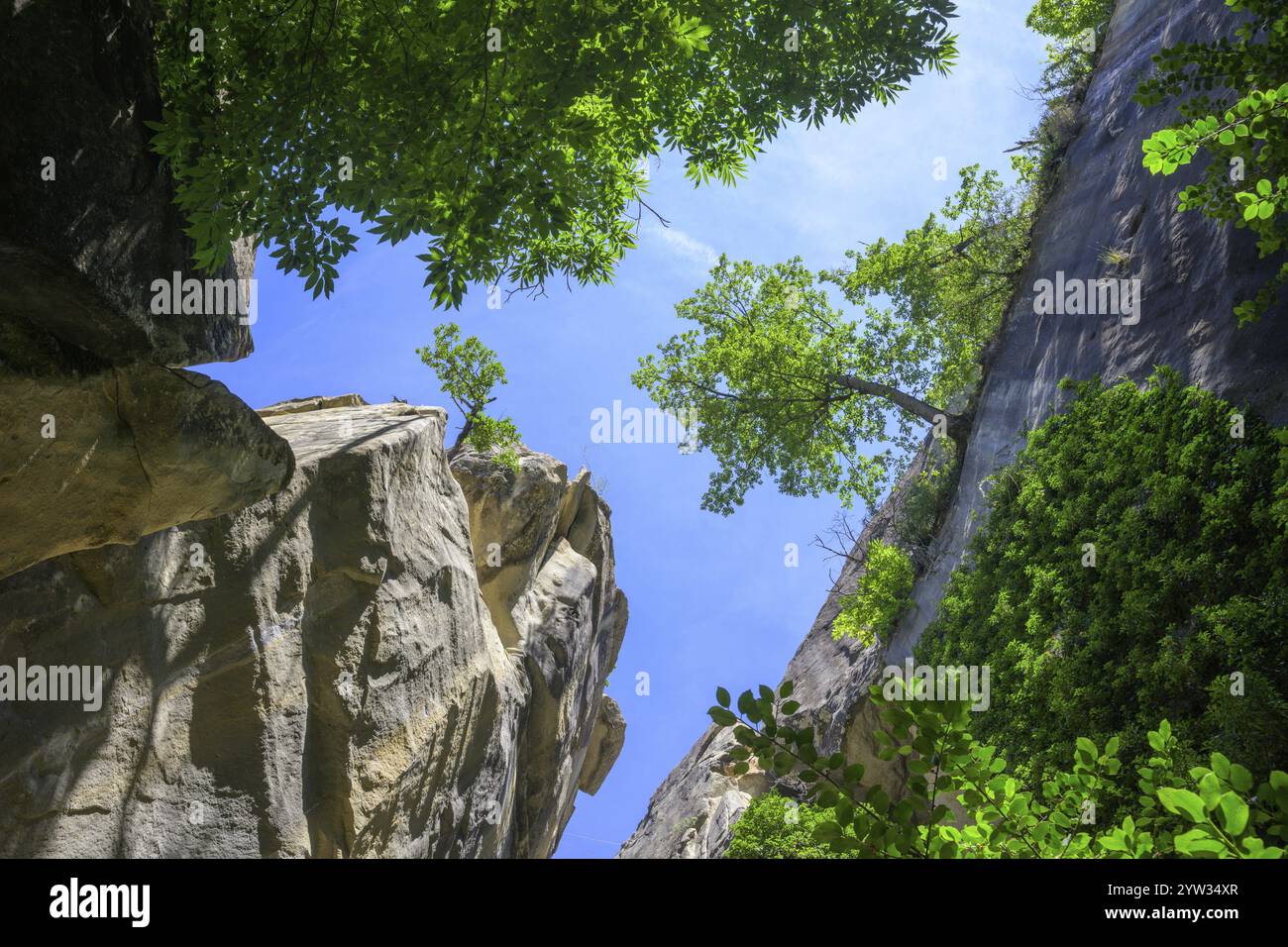 Alte rocce e un albero che sfida la gravità, fai un'escursione attraverso il labirinto di arenaria Gres d'Annot, Alpes-de-Haute-Provence, Francia, Europa Foto Stock