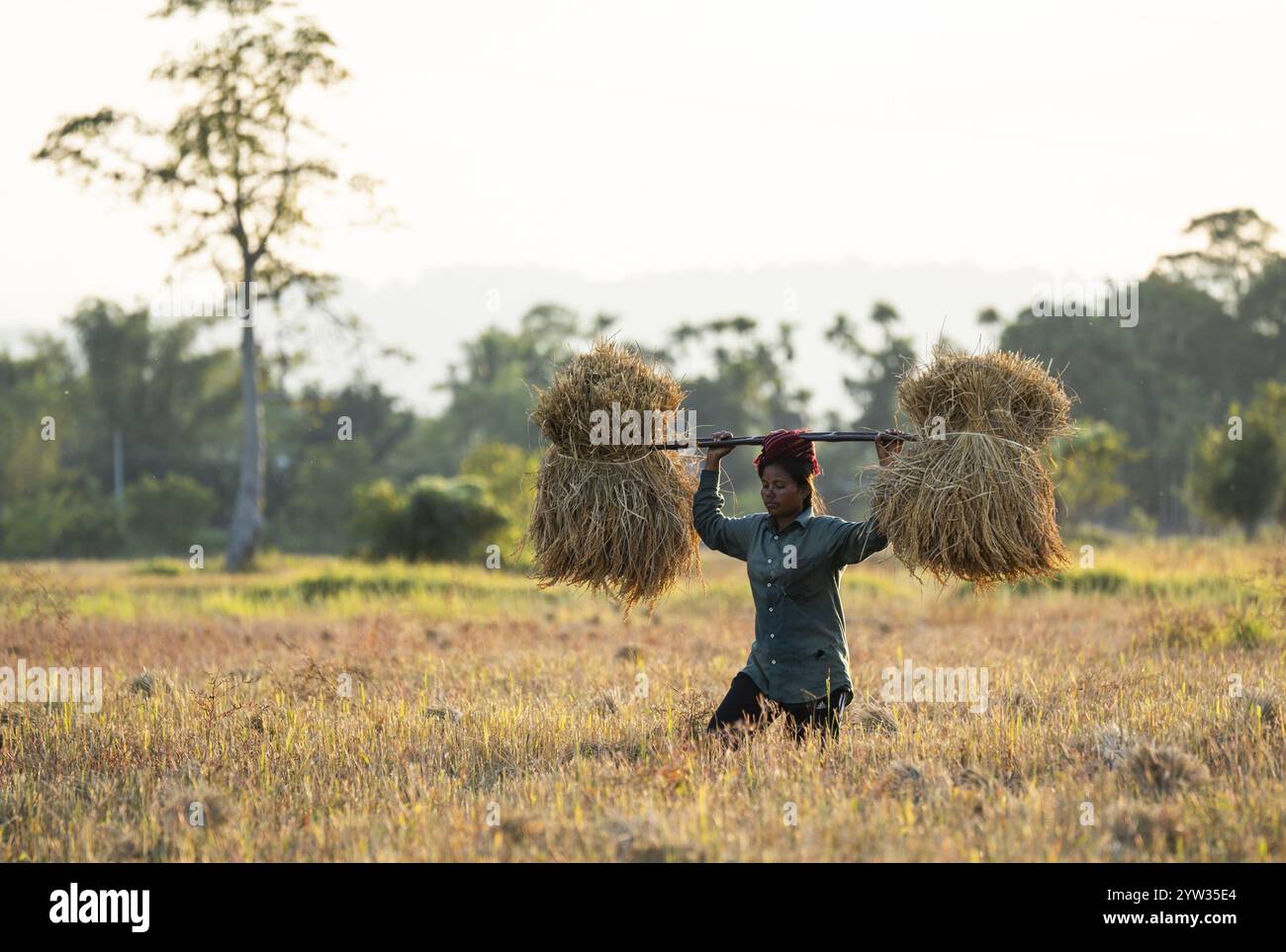 Un agricoltore donna trasporta risone raccolto, in un campo agricolo di riso, a Bokakhat, in India, il 1o dicembre 2024. Sali Rice è il ric più importante Foto Stock