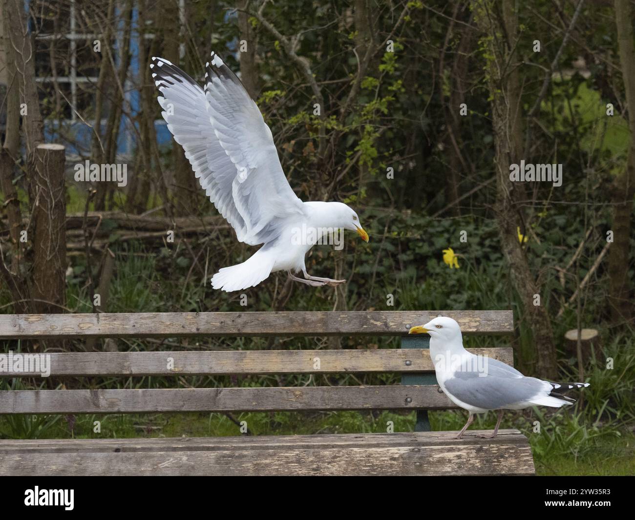 Gabbiano di aringa (Larus argentatus), due uccelli adulti, uno atterraggio e l'altro su una panchina di legno in un giardino, isola di Texel, Olanda Foto Stock