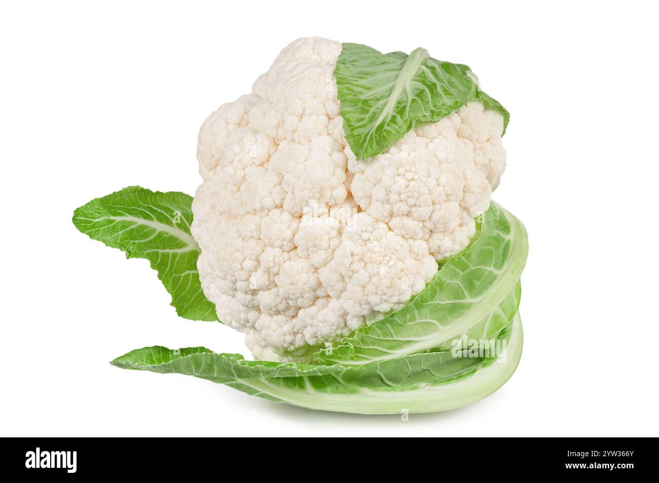 Un intero cavolfiore accompagnato da fiori più piccoli mostra la sua fresca consistenza e foglie verdi vivide su uno sfondo semplice. Foto Stock