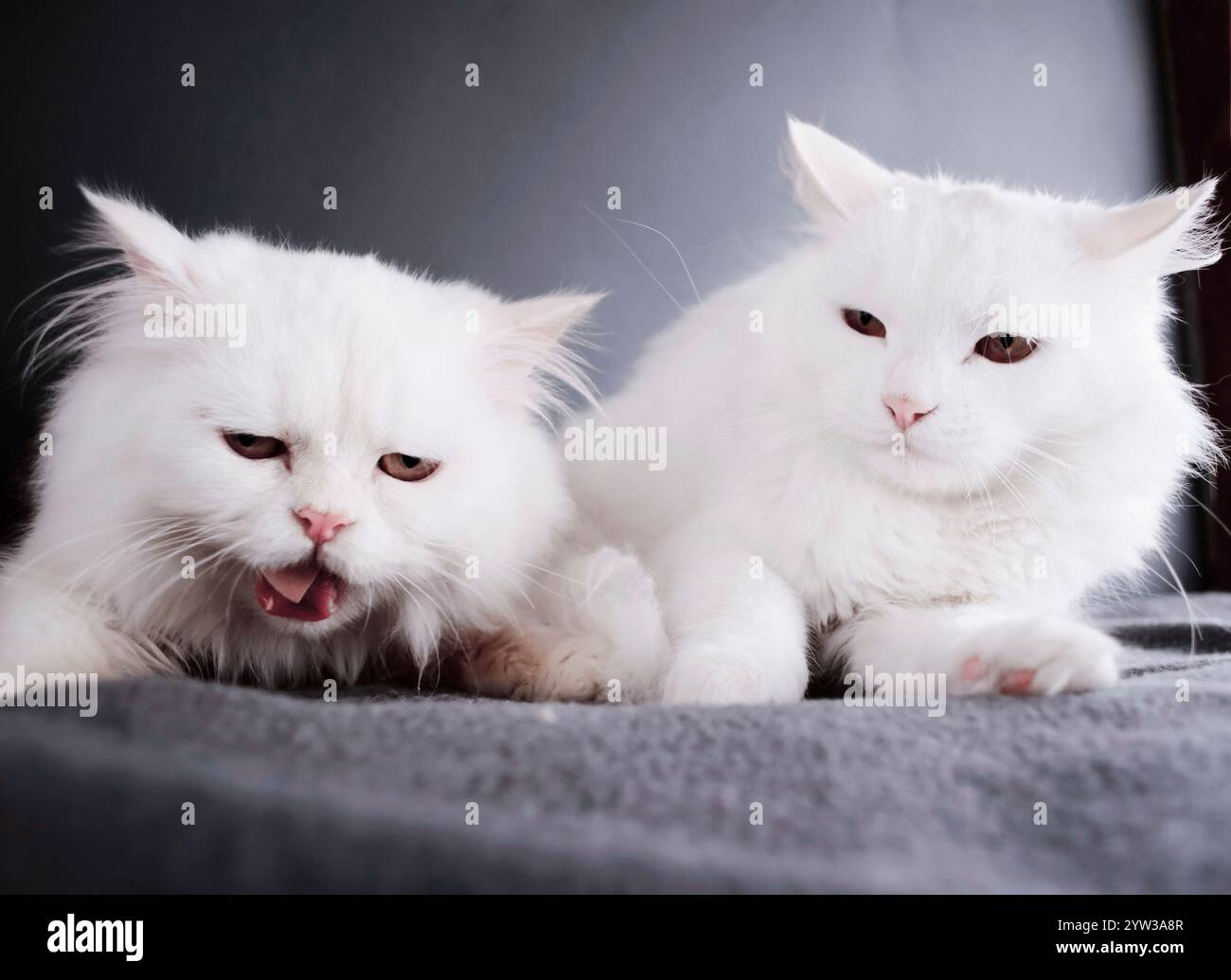 Gatti divertenti - uno che mangia l'altro che giudica Foto Stock